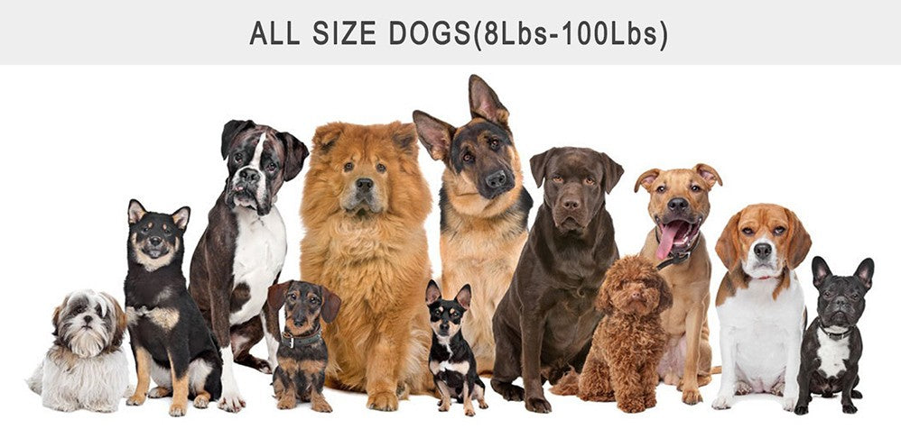 Collier de dressage pour chien anti - shock