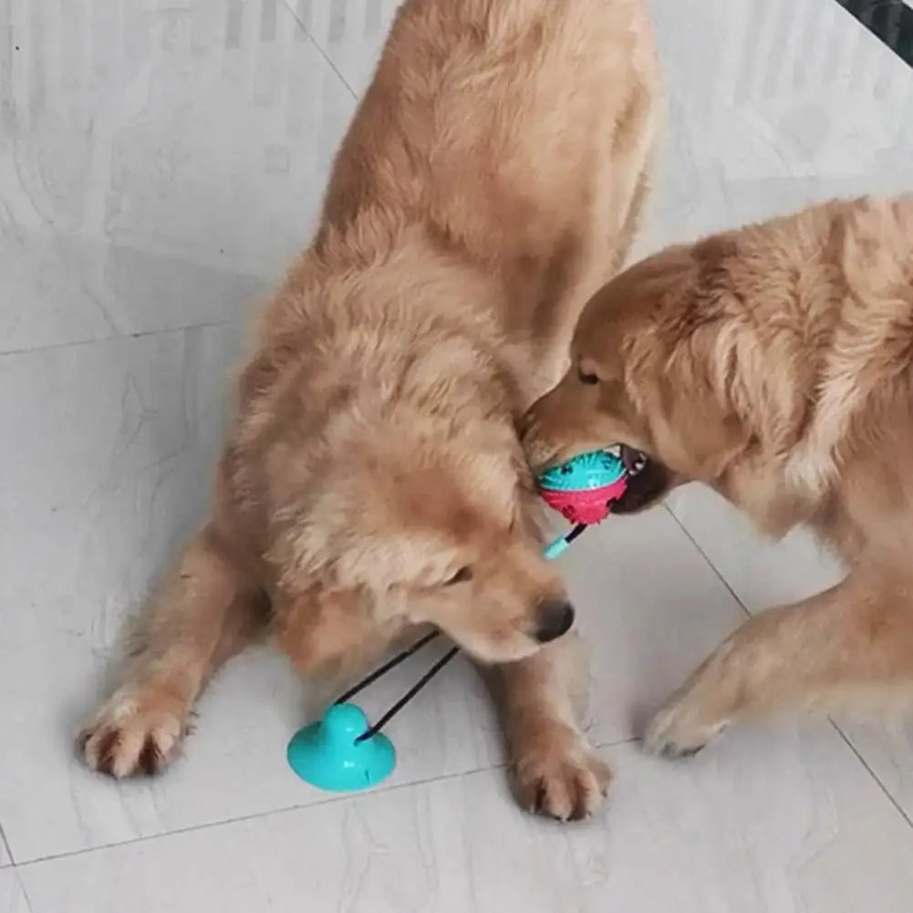 Jouets à mâcher pour chien, jouet interactif à ventouse pour chien, jouet distributeur de friandises