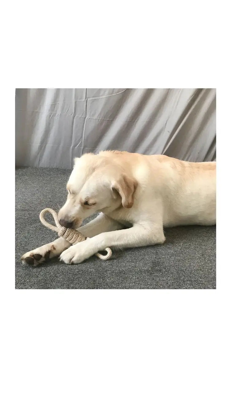 Jouets interactifs à nœuds pour chiens et chats