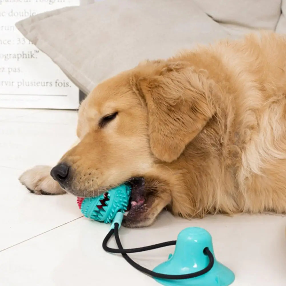 Jouets à mâcher pour chien, jouet interactif à ventouse pour chien, jouet distributeur de friandises